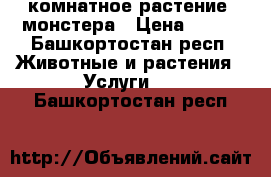 комнатное растение  монстера › Цена ­ 700 - Башкортостан респ. Животные и растения » Услуги   . Башкортостан респ.